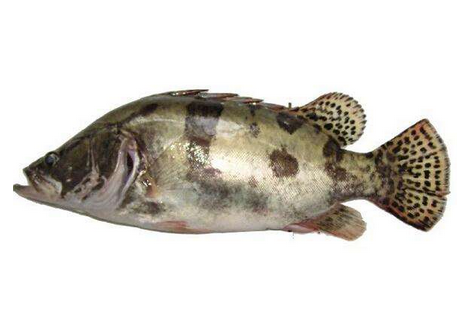 桂魚(yú)有刺嗎 刺還挺少的