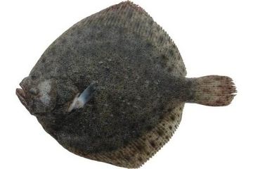 多寶魚(yú)營(yíng)養(yǎng)價(jià)值 超豐富的營(yíng)養(yǎng)價(jià)值