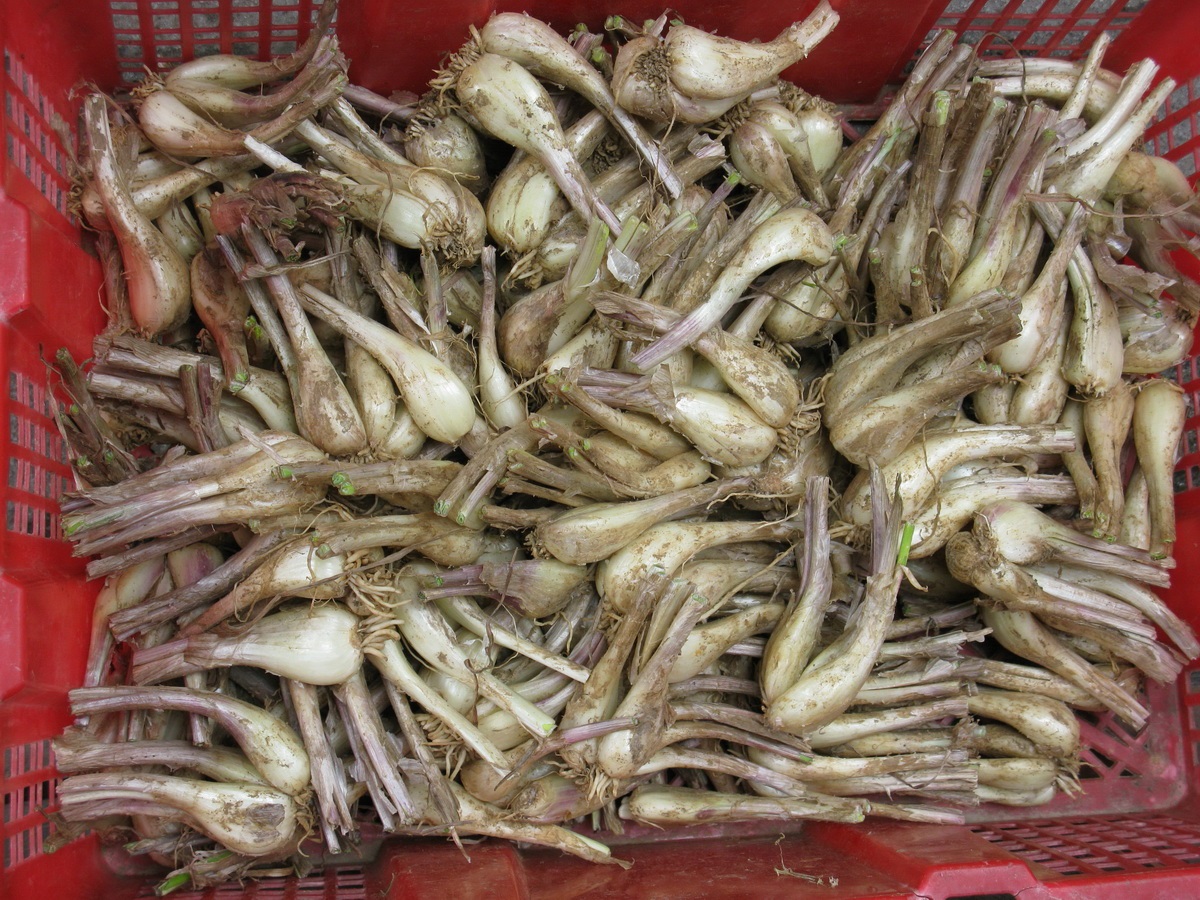 小根蒜的腌制方法 保存的最佳方法 小根蒜的腌制方法 保存的最佳方法