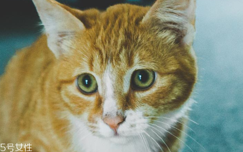 美瞳基弧過小有什么危害 容易引起眼睛炎癥 美瞳基弧過小有什么危害 容易引起眼睛炎癥