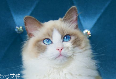 美瞳基弧過小有什么危害 容易引起眼睛炎癥 美瞳基弧過小有什么危害 容易引起眼睛炎癥