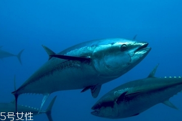 金槍魚(yú)是什么味道 被稱為海雞肉
