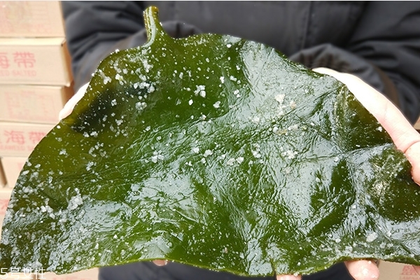 海帶為什么會(huì)變色 海帶變色的秘密 海帶為什么會(huì)變色 海帶變色的秘密