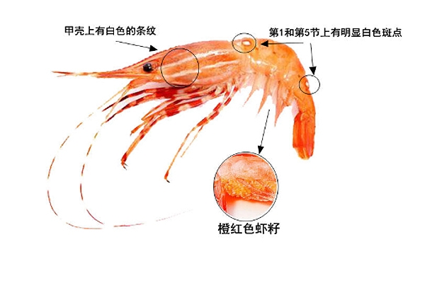 牡丹蝦產(chǎn)自哪里 主要來自于2個產(chǎn)區(qū) 牡丹蝦產(chǎn)自哪里 主要來自于2個產(chǎn)區(qū)
