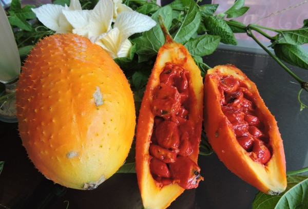 木鱉子是什么 木鱉子怎么吃 木鱉子是什么 木鱉子怎么吃