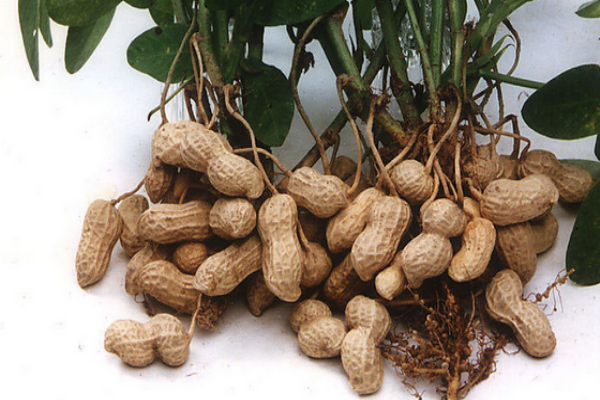花生為什么養(yǎng)胃 這個說法缺乏足夠的證據