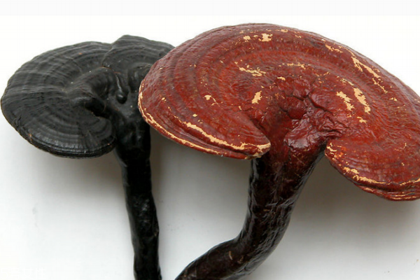 靈芝會上火嗎 不會出現(xiàn)上火現(xiàn)象 靈芝會上火嗎 不會出現(xiàn)上火現(xiàn)象