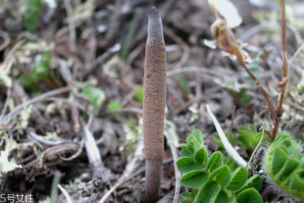 冬蟲夏草發(fā)霉了該怎么處理 4招來補救 冬蟲夏草發(fā)霉了該怎么處理 4招來補救