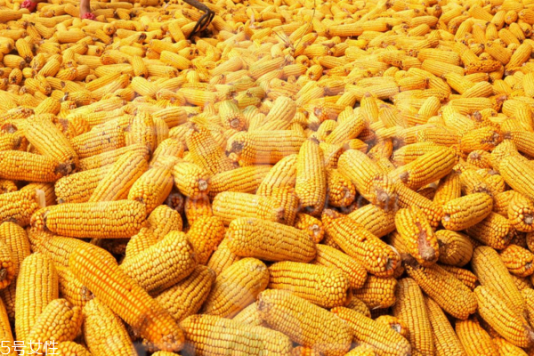 玉米怎么煮好吃 這樣煮出來最美味 玉米怎么煮好吃 這樣煮出來最美味