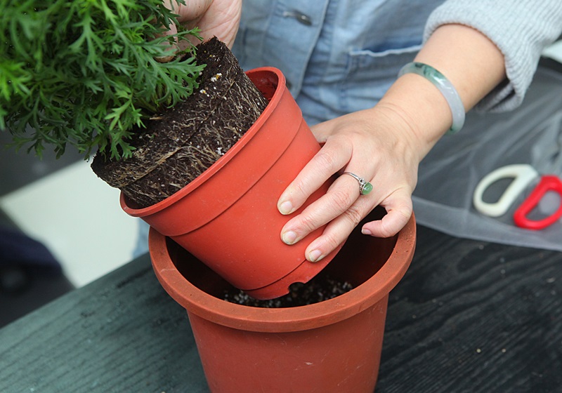 瑪格麗特花怎么種養(yǎng) 少女花瑪格麗特 瑪格麗特花怎么種養(yǎng) 少女花瑪格麗特