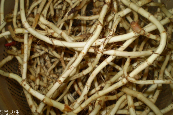 魚腥草能長(zhǎng)期泡水喝嗎 不要這樣做