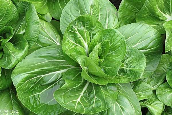 小白菜能和雞蛋一起吃嗎 它們不相克 小白菜能和雞蛋一起吃嗎 它們不相克