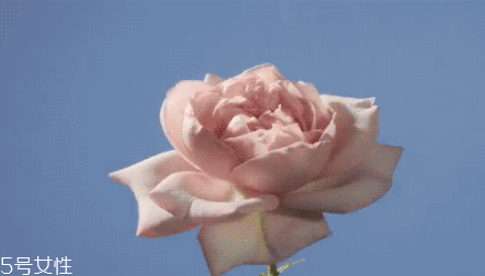 蘭蔻玫瑰花瓣面膜作用 蘭蔻玫瑰花瓣面膜價格 蘭蔻玫瑰花瓣面膜作用 蘭蔻玫瑰花瓣面膜價格