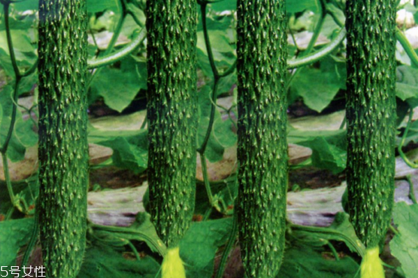 黃瓜為什么會(huì)苦 三個(gè)原因?qū)е?>
               <p class=