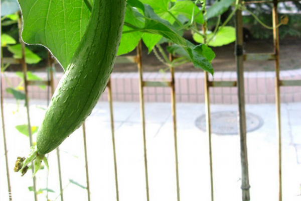 絲瓜有什么營(yíng)養(yǎng) 吃絲瓜必看 絲瓜有什么營(yíng)養(yǎng) 吃絲瓜必看