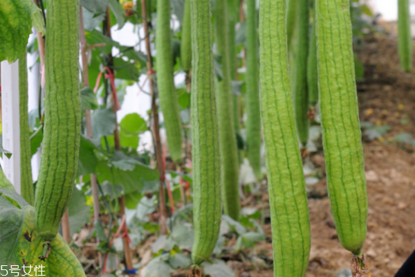 絲瓜有什么營(yíng)養(yǎng) 吃絲瓜必看 絲瓜有什么營(yíng)養(yǎng) 吃絲瓜必看