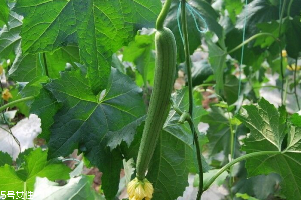 絲瓜有什么營(yíng)養(yǎng) 吃絲瓜必看 絲瓜有什么營(yíng)養(yǎng) 吃絲瓜必看