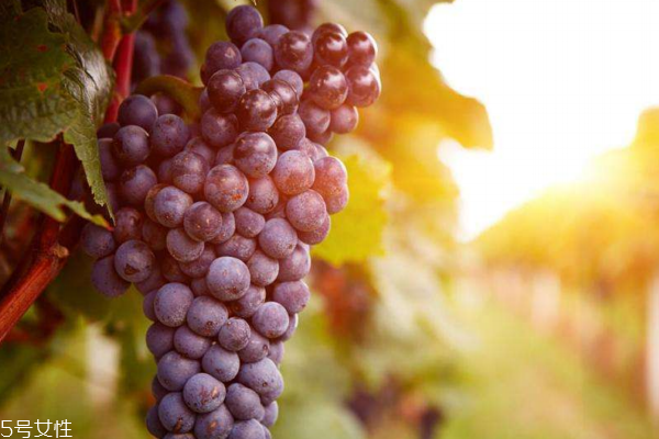 葡萄如何保存時(shí)間長(zhǎng) 做到這些能延長(zhǎng)保質(zhì)期