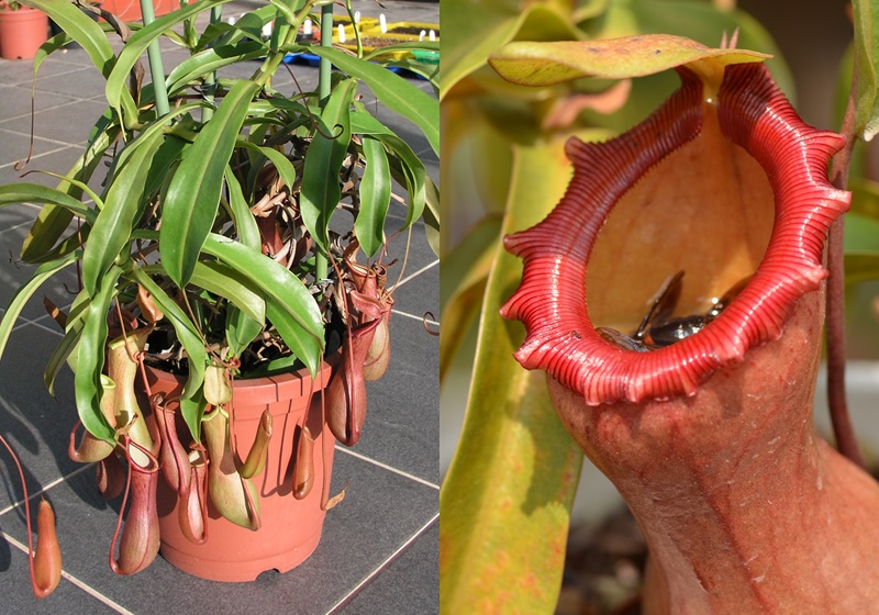 食蟲植物有哪些 食蟲植物哪些最好養(yǎng)