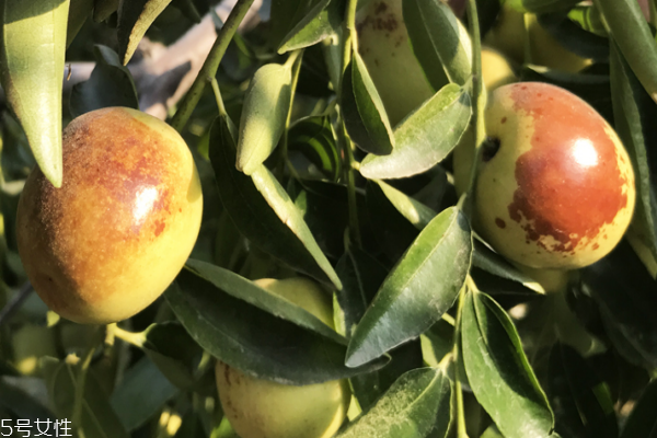 冬棗可以和蝦一起吃嗎 這個(gè)搭配沒(méi)毛病 冬棗可以和蝦一起吃嗎 這個(gè)搭配沒(méi)毛病