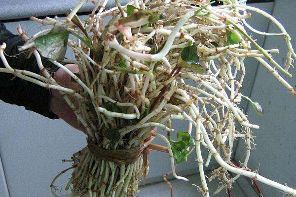 野生折耳根哪里能挖到？一次食用需控制在這個量