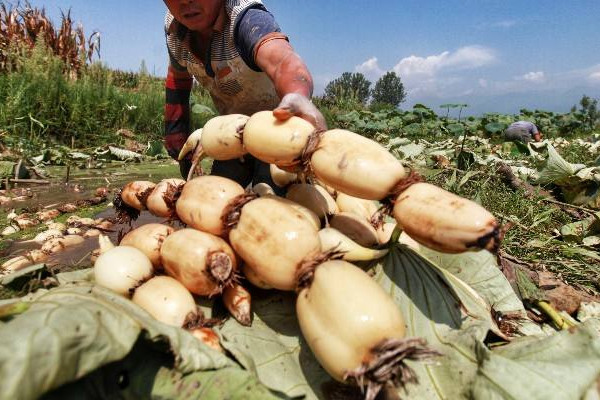 什么樣的藕燉著好吃？這個地方的蓮藕最有名最好吃