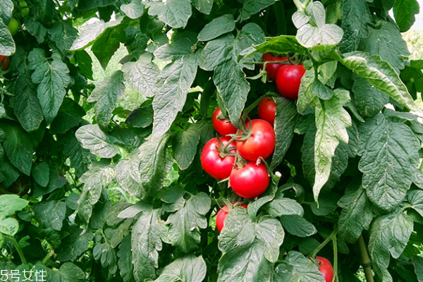番茄為什么不能放冰箱 有兩個原因 番茄為什么不能放冰箱 有兩個原因