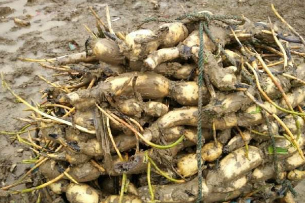 什么樣的藕燉著好吃？這個地方的蓮藕最有名最好吃