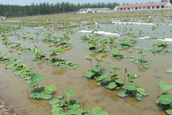 什么樣的藕燉著好吃？這個地方的蓮藕最有名最好吃