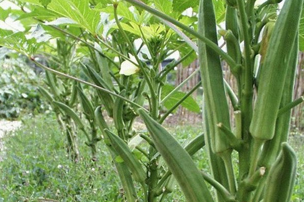 秋葵在陽臺怎么種？這樣的秋葵生吃無毒