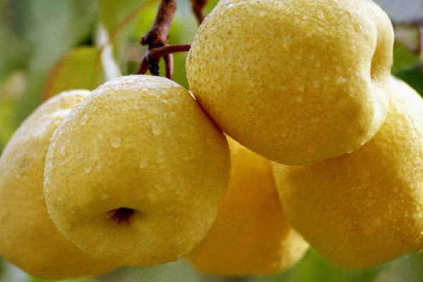 如何辨認挑選碭山梨？碭山梨的正確吃法