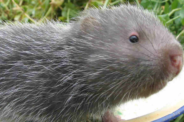 竹鼠多少錢一斤2018？竹鼠的營(yíng)養(yǎng)價(jià)值高