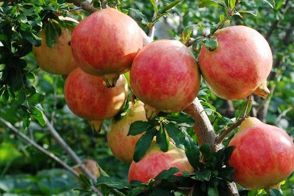 會理石榴幾月份摘？這才是會理石榴正確食用方法