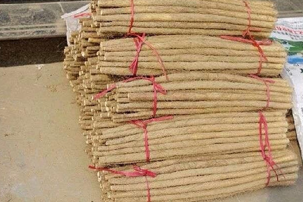 麻山藥長(zhǎng)芽還能吃嗎？麻山藥和鐵棍山藥的區(qū)別