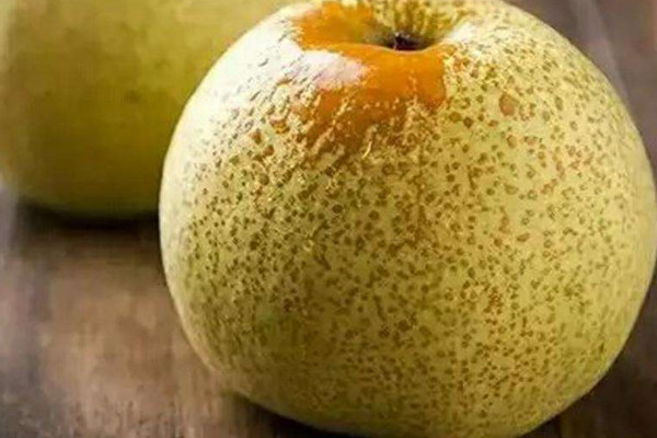 最大的梨是碭山梨嗎？碭山梨的功效與作用
