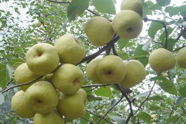 最大的梨是碭山梨嗎？碭山梨的功效與作用