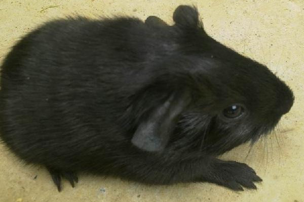 黑豚是什么動物？國家允許養(yǎng)殖的野生動物