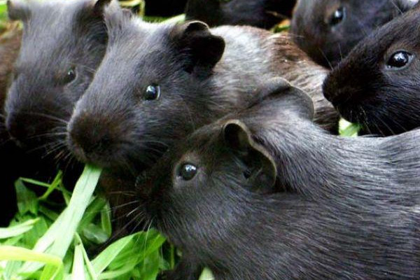 黑豚肉好吃嗎？黑豚養(yǎng)殖市場需求大
