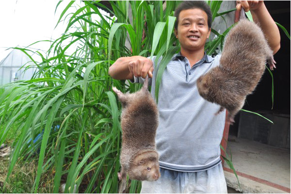 竹鼠多少錢(qián)一斤2018？竹鼠的營(yíng)養(yǎng)價(jià)值高