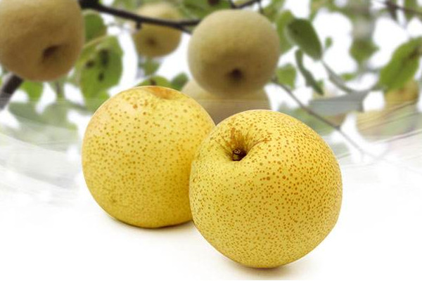 最大的梨是碭山梨嗎？碭山梨的功效與作用