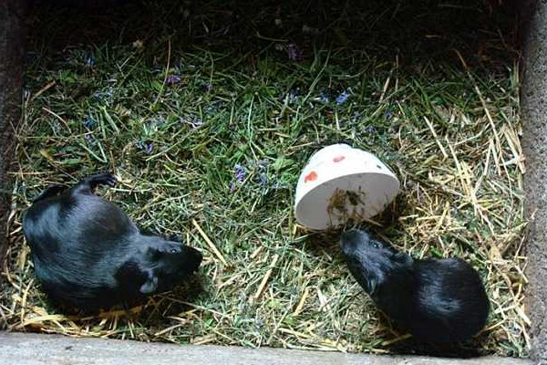 黑豚吃什么？買種苗這樣分黑豚公母