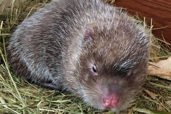 竹鼠多少錢(qián)一斤2018？竹鼠的營(yíng)養(yǎng)價(jià)值高