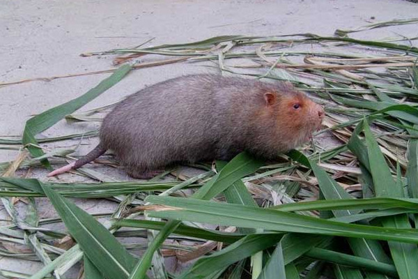 竹鼠好養(yǎng)嗎？人工養(yǎng)殖竹鼠就喂這些粗料