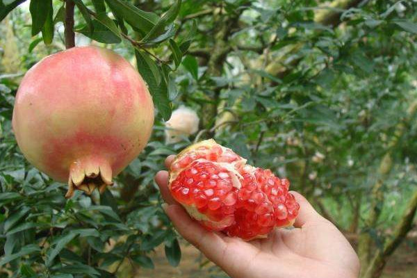 蒙自石榴什么時(shí)候成熟？蒙自石榴和會(huì)理石榴的區(qū)別