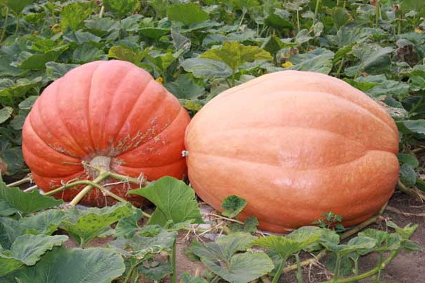 南瓜瓤怎么吃？這樣的老南瓜口感甜度營養(yǎng)高