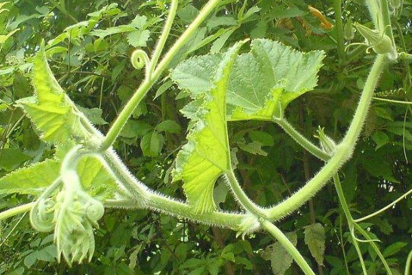 南瓜藤怎么吃？這些人不宜吃南瓜藤