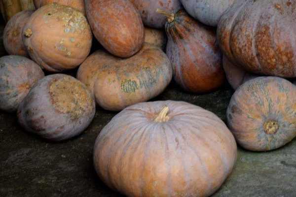 吃老南瓜有什么好處？老南瓜與嫩南瓜的區(qū)別