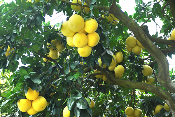 柚子為什么苦 可能是這幾個(gè)原因