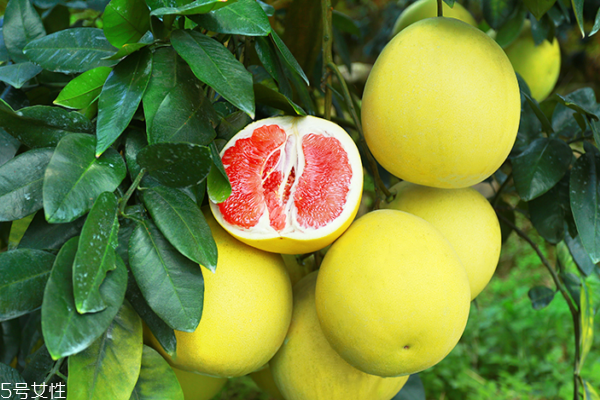 柚子為什么苦 可能是這幾個(gè)原因