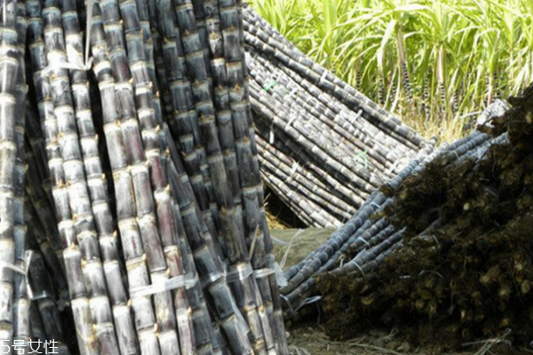 甘蔗為什么會(huì)裂開 4個(gè)主因 甘蔗為什么會(huì)裂開 4個(gè)主因